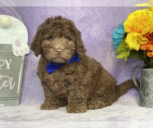 Goldendoodle (Miniature) Puppy for sale in LANCASTER, PA, USA