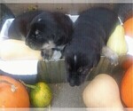 Small Photo #5 Goberian Puppy For Sale in HEBRON, NE, USA