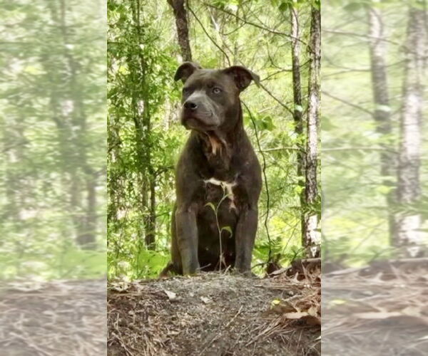 Medium Photo #3 Staffordshire Bull Terrier-Unknown Mix Puppy For Sale in Brewster, NY, USA