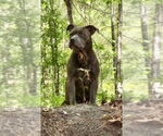 Small #2 Staffordshire Bull Terrier Mix