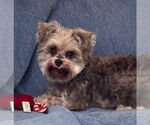 Small #5 Poodle (Toy)