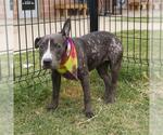 Small American Staffordshire Terrier Mix