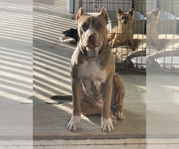 Medium Photo #1 American Pit Bull Terrier Puppy For Sale in CLEARLAKE, CA, USA
