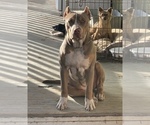 Small Photo #1 American Pit Bull Terrier Puppy For Sale in CLEARLAKE, CA, USA