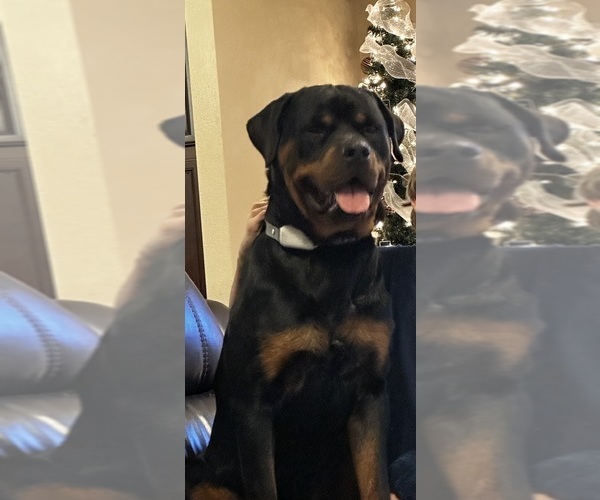 Medium Photo #1 Rottweiler Puppy For Sale in BRANFORD, FL, USA