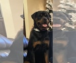 Small Photo #1 Rottweiler Puppy For Sale in BRANFORD, FL, USA