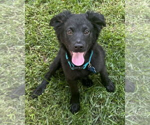 Border Collie-Unknown Mix Dogs for adoption in Corona, CA, USA