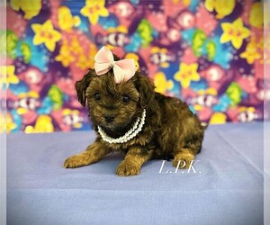 YorkiePoo Puppy for sale in WINNSBORO, LA, USA
