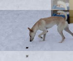 Small #22 Saluki-Whippet Mix