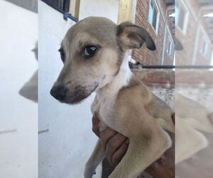 Dover - Male Retriever -Unknown Mix Dog for Adoption - Photo #2