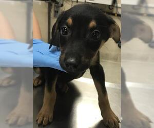 Doberman Pinscher Dogs for adoption in Conroe, TX, USA