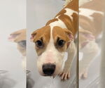 Small American Pit Bull Terrier Mix