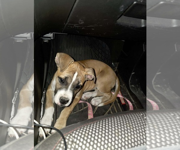 Medium Photo #2 Boxer Puppy For Sale in  Katy, TX, USA