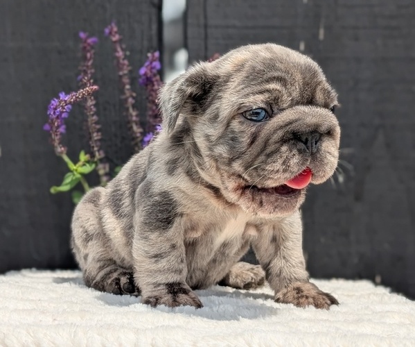 Medium Photo #11 French Bulldog Puppy For Sale in GOSHEN, IN, USA