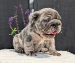 Small #10 French Bulldog