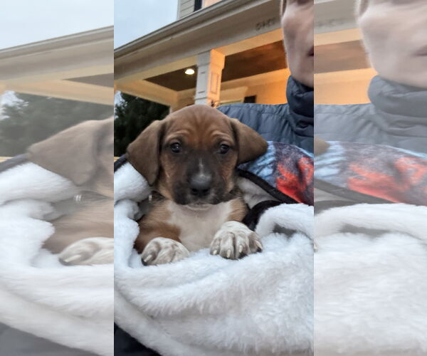 Medium Photo #4 Mutt Puppy For Sale in Holly Springs, NC, USA