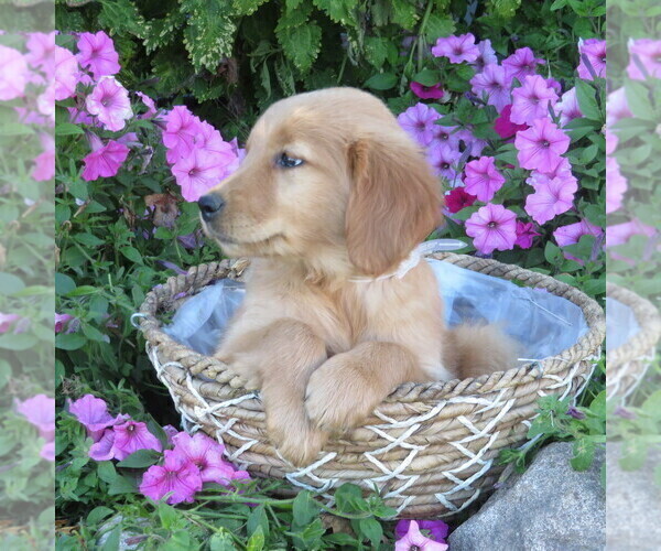 Medium Photo #41 Golden Retriever Puppy For Sale in THORP, WI, USA