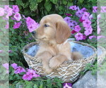 Small #3 Golden Retriever