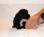 Small #12 Poodle (Toy)