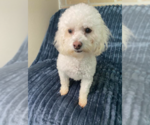 Small #1 Maltipoo