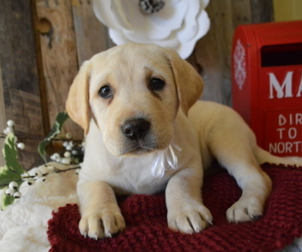 Medium Photo #4 Labrador Retriever Puppy For Sale in HONEY BROOK, PA, USA
