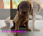 Puppy Purple Goldendoodle
