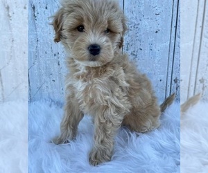 Maltipoo-Miniature Bulldog Mix Puppy for sale in SAN ANTONIO, TX, USA