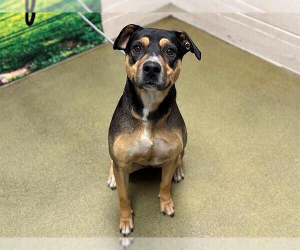 Medium Photo #1 Rottweiler-Unknown Mix Puppy For Sale in Moreno Valley, CA, USA