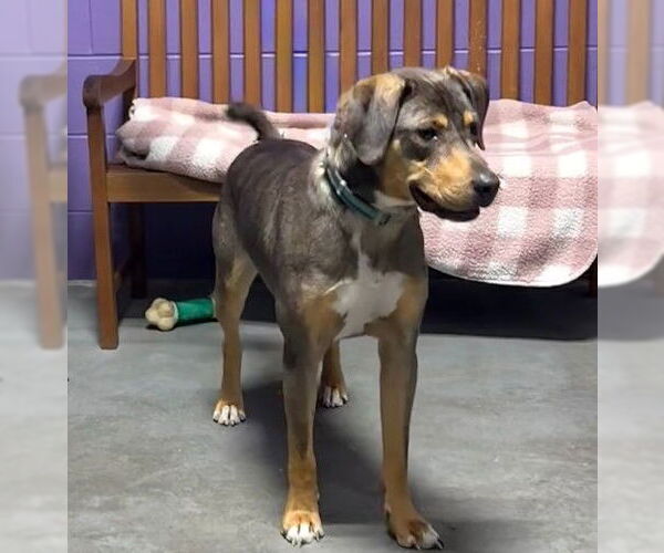 Medium Photo #1 Mutt Puppy For Sale in Genesee, WI, USA