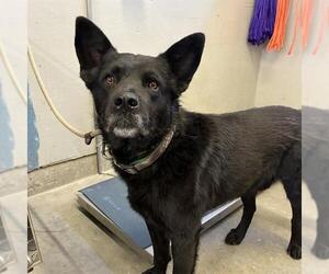 Aussiedor Dogs for adoption in Camarillo, CA, USA