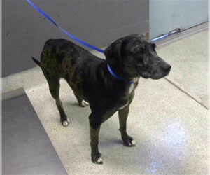 Labradoodle Dogs for adoption in Tallahassee, FL, USA