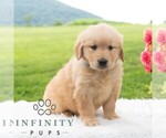 Small #4 Golden Retriever