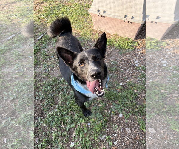 Medium Photo #1 Mutt Puppy For Sale in Rockaway, NJ, USA