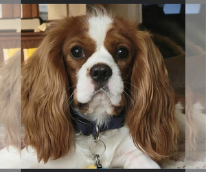 Father of the Cavalier King Charles Spaniel puppies born on 07/27/2025