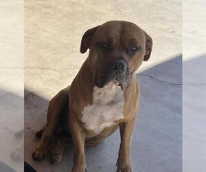 Boxer-Bullmastiff Mix Dogs for adoption in Stockton, CA, USA