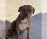 Small Boxer-Bullmastiff Mix