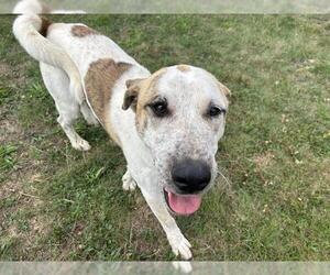 Anatolian Shepherd-Unknown Mix Dogs for adoption in McKinleyville, CA, USA