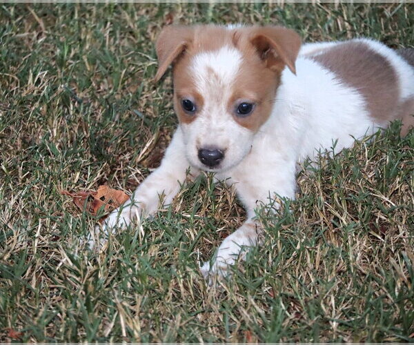 Medium Photo #1 Mutt Puppy For Sale in Southbury, CT, USA