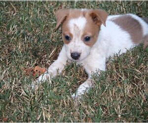 Mutt Dogs for adoption in Southbury, CT, USA