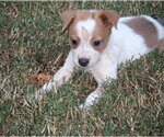 Camden Girl - Female Mutt Dog for Adoption - Small photo