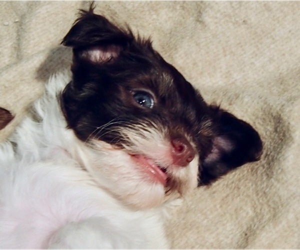 Medium Photo #4 Havanese Puppy For Sale in FENTON, MO, USA