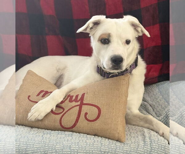 Medium Photo #1 American Pit Bull Terrier-German Shepherd Dog Mix Puppy For Sale in Chandler, AZ, USA