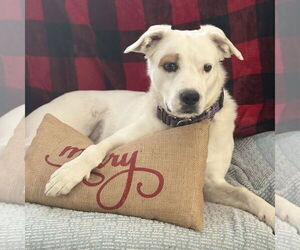 American Pit Bull Terrier-German Shepherd Dog Mix Dogs for adoption in Chandler, AZ, USA