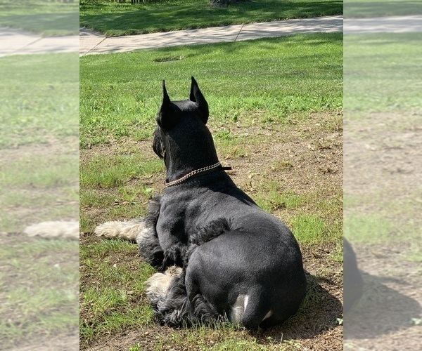 Medium Photo #14 Schnauzer (Giant) Puppy For Sale in DAYTON, OH, USA