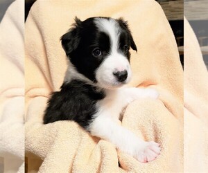 Border Collie Puppy for sale in BOTHELL, WA, USA