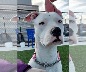 Dogo Argentino-Unknown Mix Dogs for adoption in Elk Grove, CA, USA