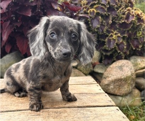Dachshund Puppy for sale in MIDDLEBURY, IN, USA