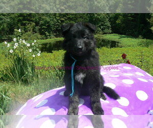 German Shepherd Dog Puppy for Sale in PIEDMONT, Missouri USA