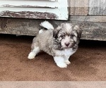 Small Photo #2 Havanese Puppy For Sale in MISHAWAKA, IN, USA