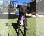 Small #1 American Pit Bull Terrier Mix